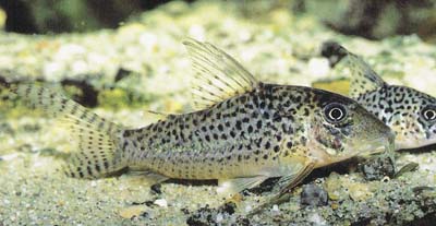 Corydoras sp. C47